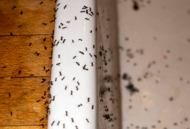 Best Local Pest Control Services  in Wfield, IN